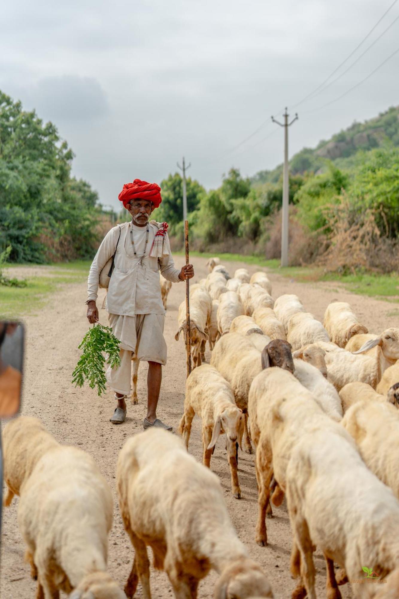 Jawai Greens Jawai Bandh Buitenkant foto
